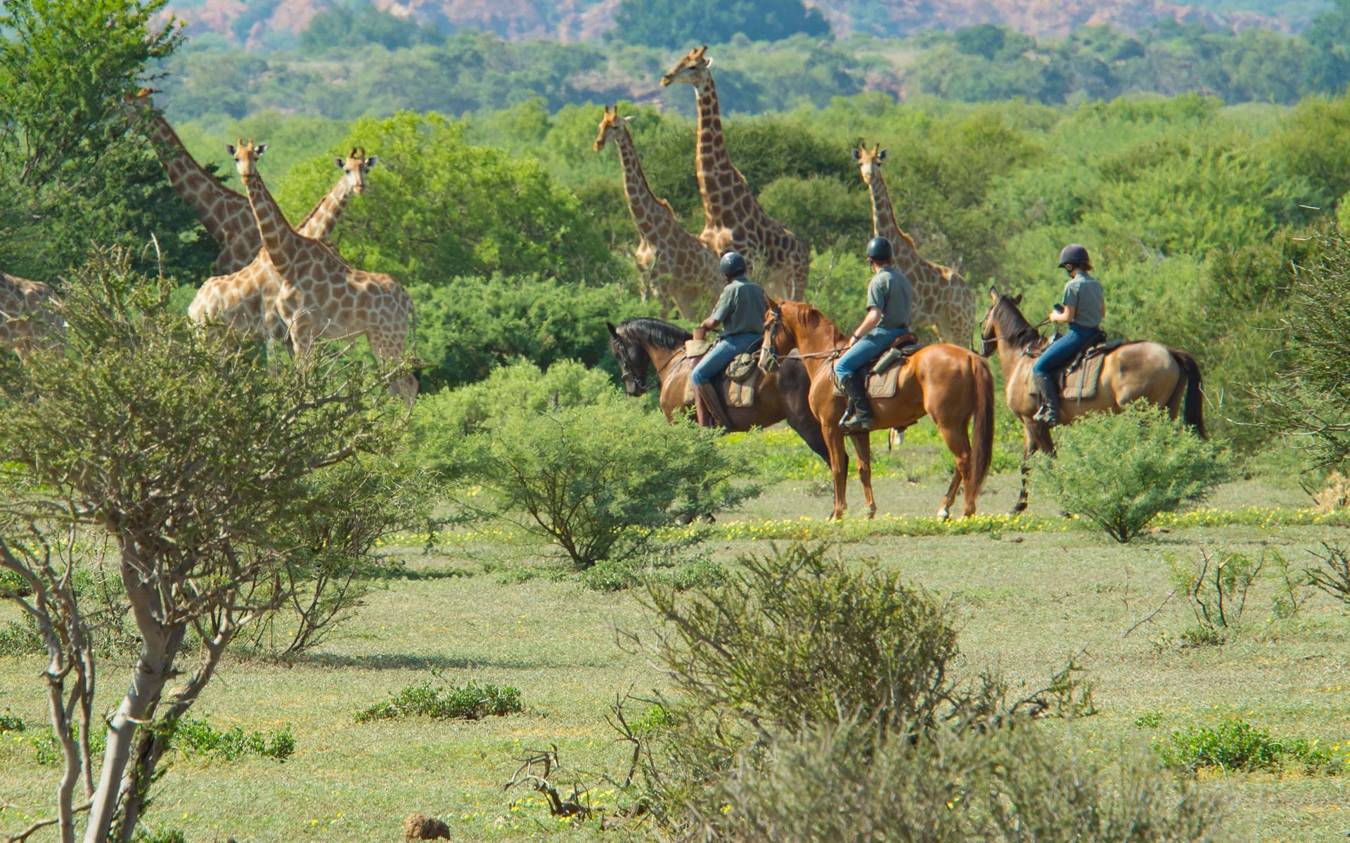 The African Horse Safaris Foundation