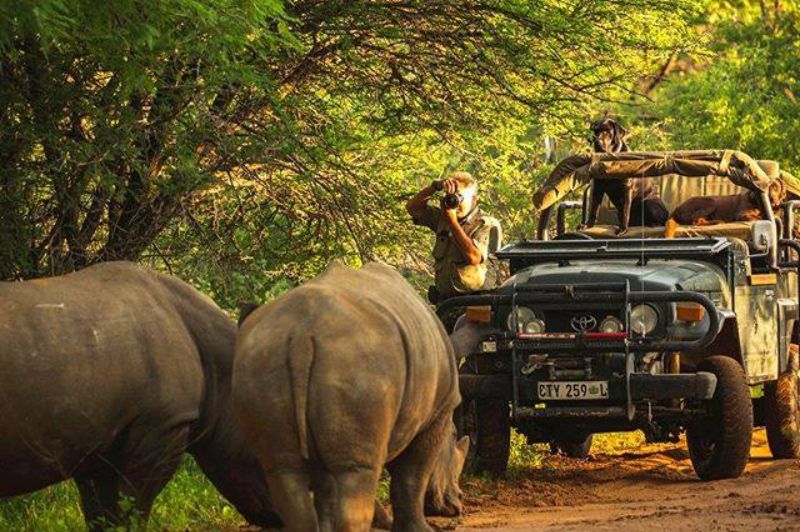 Rhinos and game drive vehicle