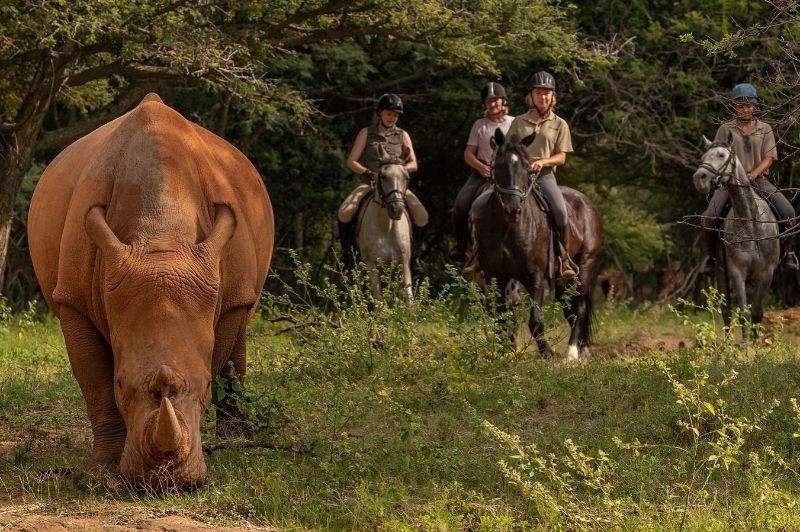 A rhinoceros eating grass with a group of horse riders behind it