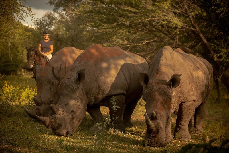 3 rhinoceros eating grass with a woman horse riding behind them in Waterberg landscape