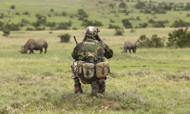 Backview of a soldier looking at 2 rhinoceros in a safari