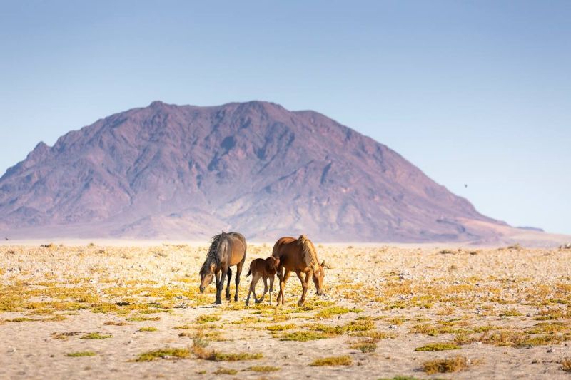 horse riding safari namibia