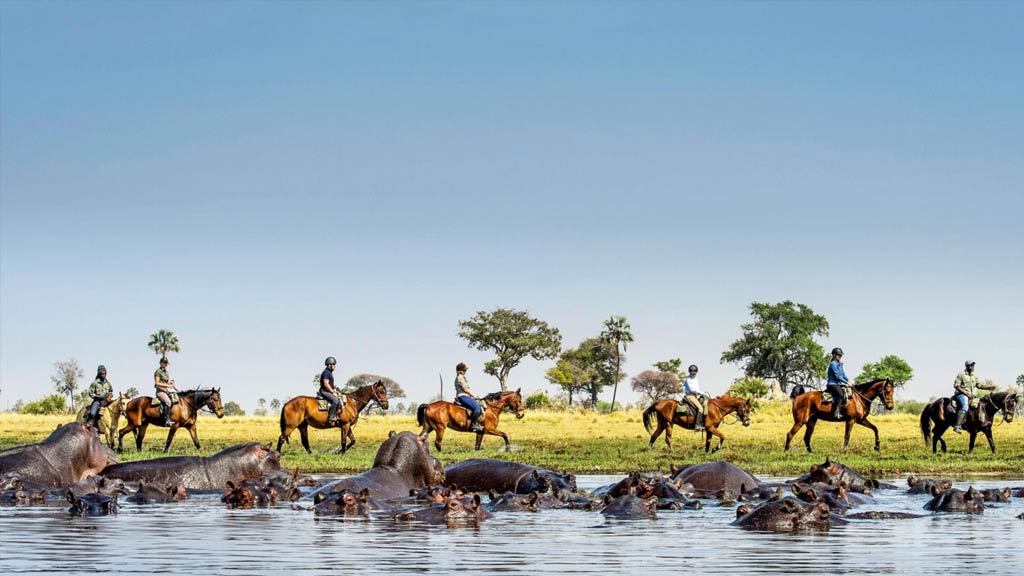 Horse riders horseriding in Okavango Delta and a group of hippopotamus swimming in the saddle