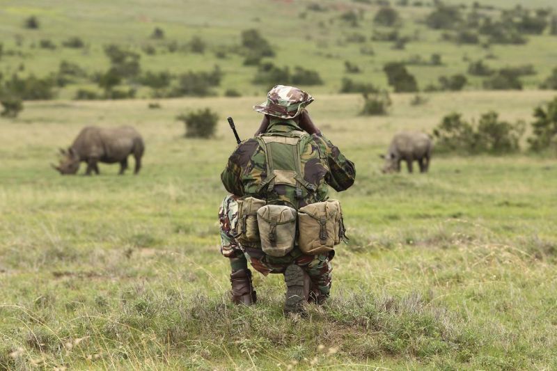 Backview of a soldier looking at 2 rhinoceros in a safari